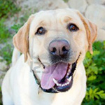 13446187-yellow-lab-smiling