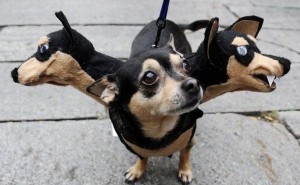 66c5b30fd9c77c9a746575669a5c63b5-the-least-scary-scary-dog-halloween-costumes